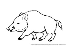 Wildschwein.pdf